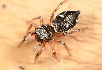 female