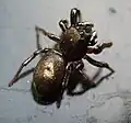 male from Netherlands