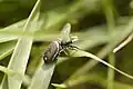 female in grass