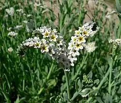 Variety obovatum (Moapa Valley, Nevada)
