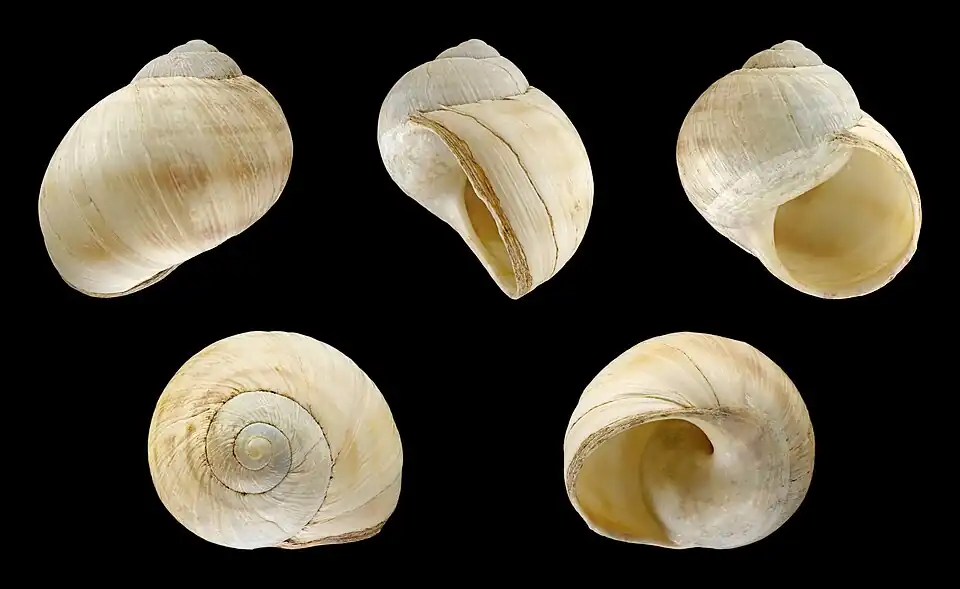 Detailed view of the shell of Helix engaddensis