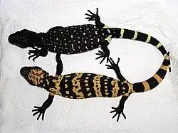 Hatchling sizes of H. exasperatum and H. suspectum (taxidermy)