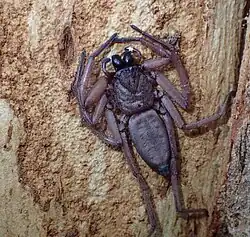 Hemicloea rogenhoferi