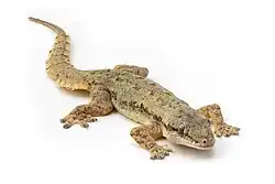 Flat-tailed House Gecko (Hemidactylus platyurus)