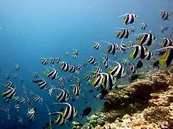 Fish bearing two strong black stripes separated by one strong white stripe with long white tendril as dorsal fin