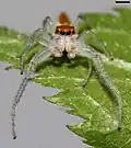 Male
