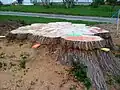 A section of Herbie's stump, pictured in May 2010, is prepared for removal. A stump grinder removed the remainder at the end of the month