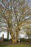 Tree in winter