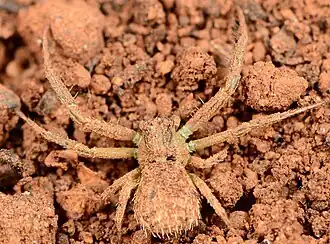 female
