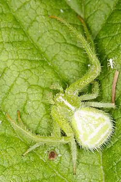 H. graminicola
