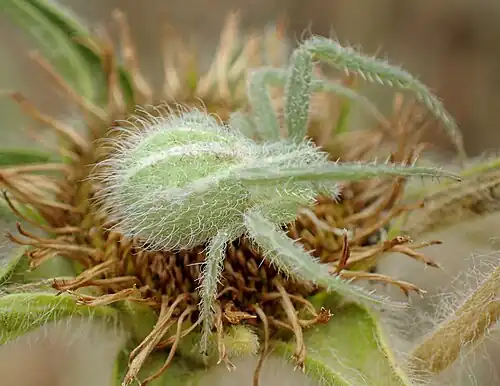 H. melloteei