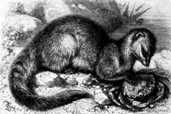 Black and white drawing of mongoose