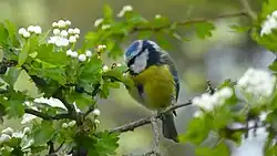 Eurasian blue tit, Logroño, La Rioja