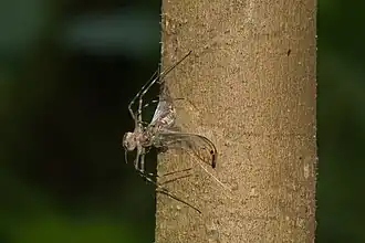 Injecting venom through the shroud