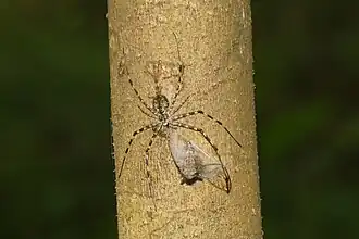 Fully immobilized the cicada