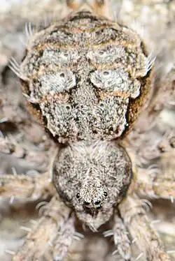 female