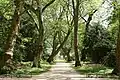 London plane avenue in the park