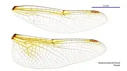 Female wings