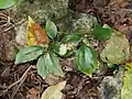 Top view of leaves.