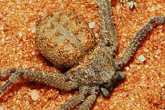 Hexophthalma hahni