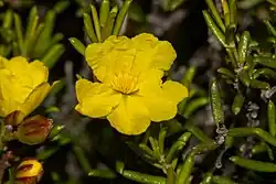 image of Hibbertia papillata