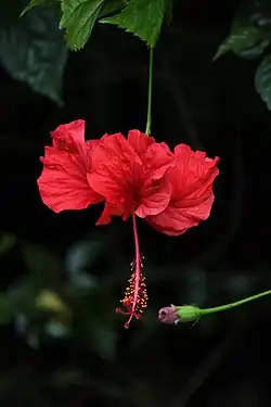 Flower and bud