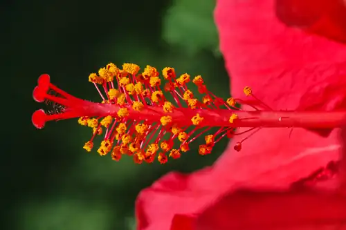 The filaments of the stamens of the flower are partly fused into a staminal tube that surrounds the style.
