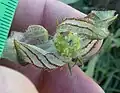 Fruit, inside inflated calyx