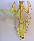 pinned specimen