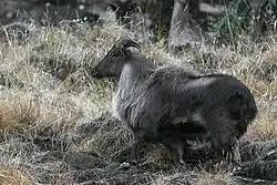 Brown bovid