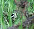 Female at ground at Guna Pani (8,500&nbsp;ft.) in Kullu - Manali District of Himachal Pradesh, India