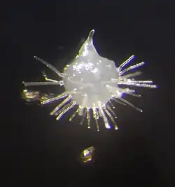 Himantoglossum adriaticum germinating seed with rhizoids