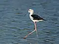 Black-winged stilt