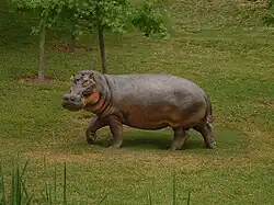 Restoration of Hippopotamus gorgops