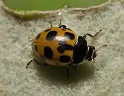 Orange variant