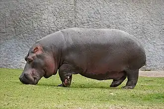 Hippopotamus (Hippopotamus amphibius), a vulnerable species from Africa