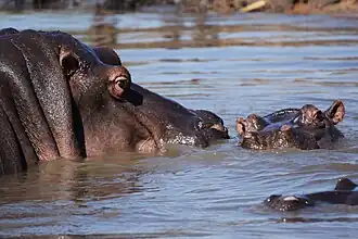 There are many hippos that live in the rivers near Hazyview