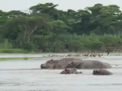 Wild hippopotamuses at Kibira National Park