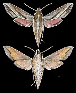 Hippotion rafflesii
