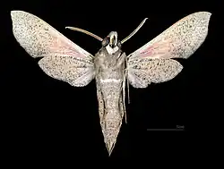Male ventral