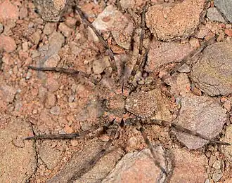 female