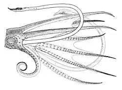 Arms and tentacles
