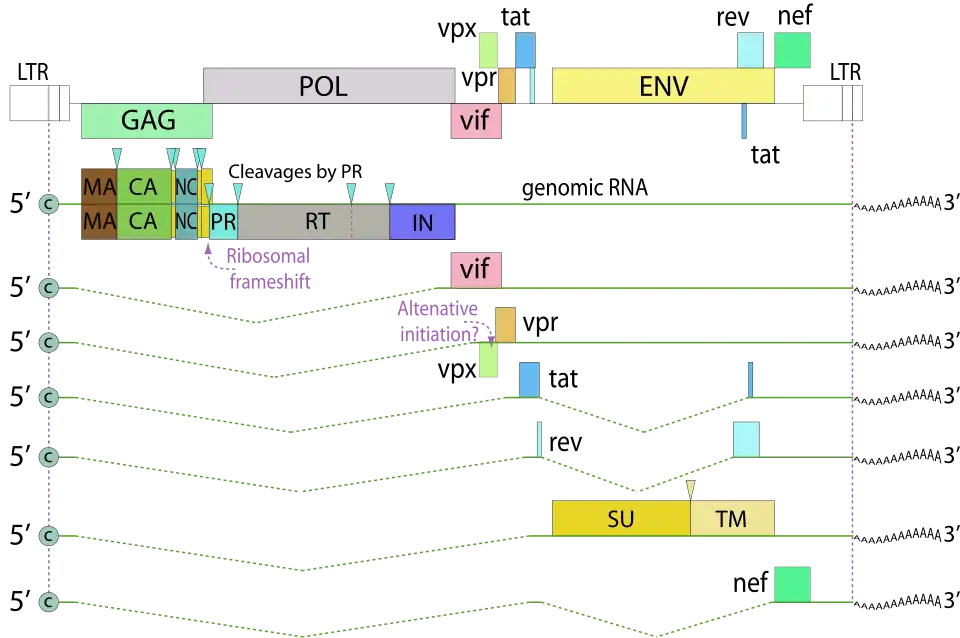 HIV-2