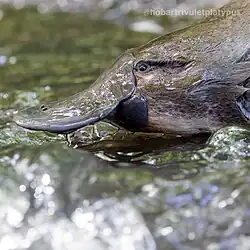The Hobart Rivulet's famous resident