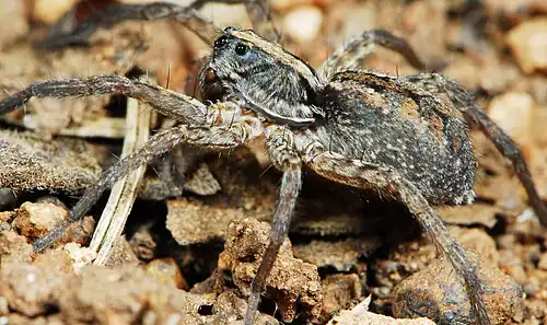female