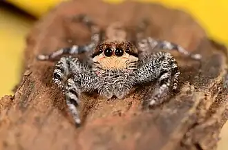 female H. zuluensis