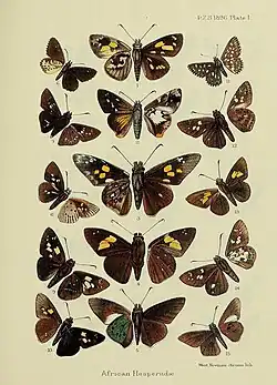 Figure 2: Proteides margaritata Holland, 1890, synonym for Artitropa comus (Stoll, 1782) male