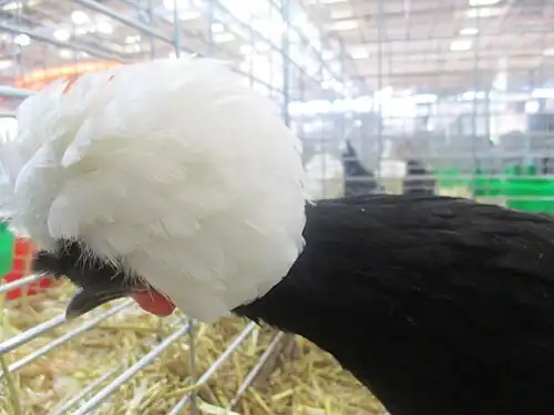 White-crested black hen
