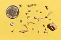 Holman Dig 08