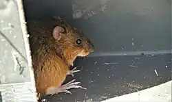 Brown rat